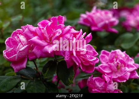 Gros plan de roses roses Knockout dans un jardin Banque D'Images