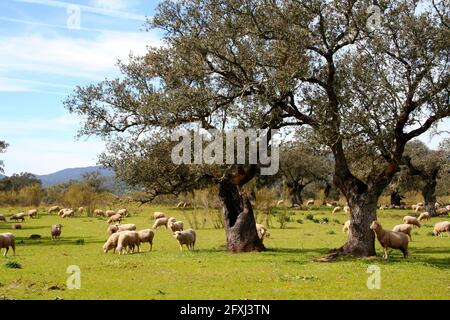 Moutons paissant dans la Dehesa de Extremadura à côté de certains hom oaks Banque D'Images