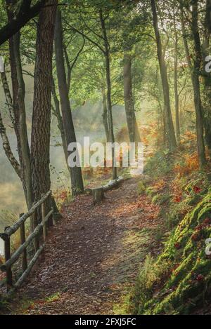 FRANCE, BRETAGNE, ILLE ET VILAINE (35) CHEMIN DANS LA FORÊT DE BROCELIANDE EN AUTOMNE Banque D'Images