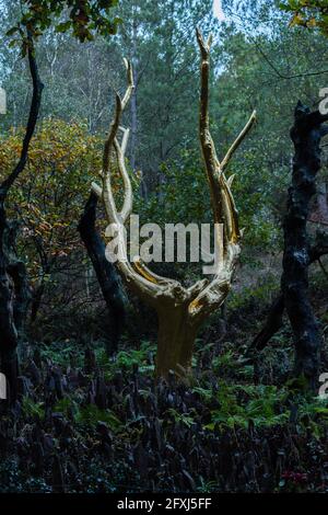 FRANCE, BRETAGNE, MORBIHAN (56) PAIMPONT, VAL SANS RETOUR, L'ŒUVRE D'ARBRES D'OR CRÉÉE PAR FRANÇOIS DAVIN EN 1991 Banque D'Images