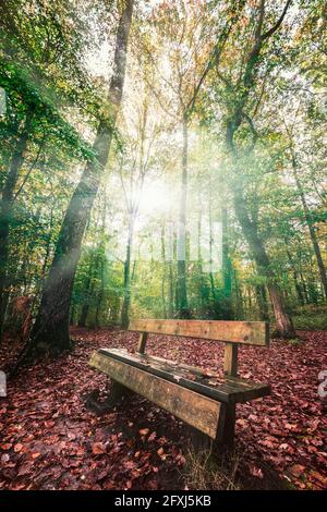 FRANCE, GRANDE-BRETAGNE, ILLE ET VILAINE (35) UN BANC EN BOIS DANS LA FORÊT DE BROCELIANDE EN AUTOMNE SOUS UN PUITS DE LUMIÈRE Banque D'Images