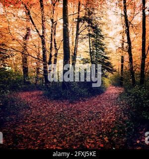 FRANCE, BRETAGNE, MORBIHAN (56) FORÊT DE BROCELIANDE AVEC FEUILLES ROUGES SUR LE SOL Banque D'Images