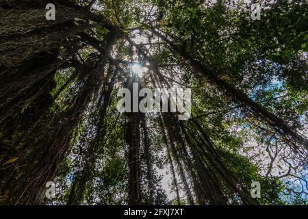 Chemin sous les arbres de Banyan menant à la naissance de Kamehameha III Keauhoa Bay, Kailua-Kona, Hawaï, Hawaï, États-Unis Banque D'Images