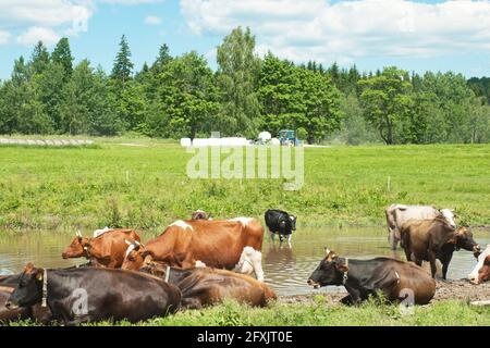 Les vaches reposent dans la prairie. Terres agricoles pendant les travaux agricoles et la récolte de balles de foin pour le bétail. Banque D'Images