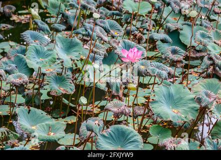 Fleur de Lotus (Nelumbo nucifera) au temple de Pura Taman Saraswati à Ubud, Bali, Indonésie. Banque D'Images