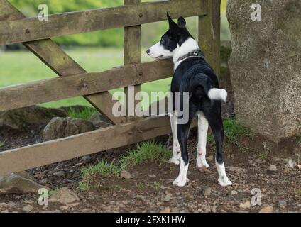 border collie, brebis Banque D'Images