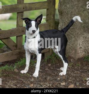 border collie, brebis Banque D'Images