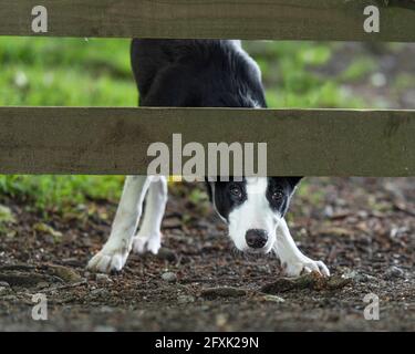 border collie, brebis Banque D'Images