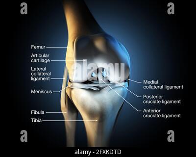 Illustration médicale précise montrant l'articulation du genou avec les ligaments, le ménisque, le cartilage articulaire, le fémur et le tibia. Banque D'Images