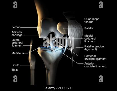 Illustration médicale précise montrant l'articulation du genou avec les ligaments, le ménisque, le cartilage articulaire, le fémur et le tibia. Banque D'Images