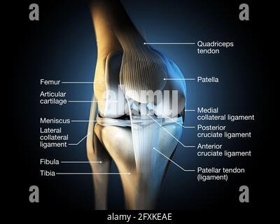 Illustration médicale précise montrant l'articulation du genou avec les ligaments, le ménisque, le cartilage articulaire, le fémur et le tibia. Banque D'Images