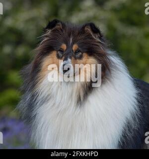 Rough Collie Banque D'Images