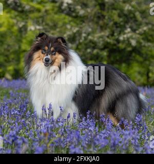 Rough Collie Banque D'Images