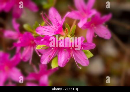 Rhododendron Hatsugiri fleurit abondamment au printemps Banque D'Images