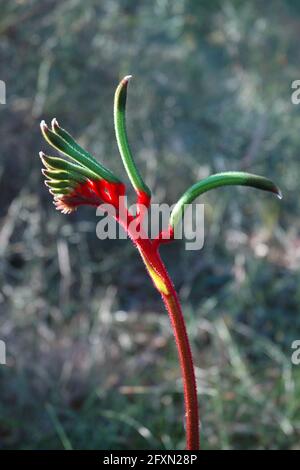 Anigozanthos manglesii ou Kangourou Paw fleurit à Kings Park Perth Australie Banque D'Images