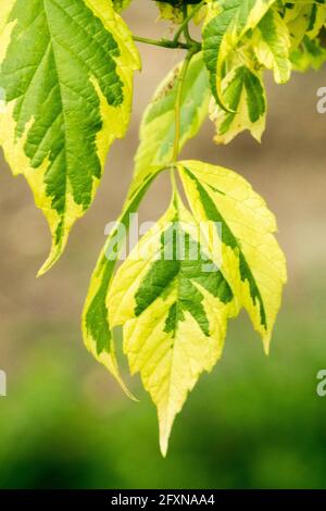 Boîte feuille aînée Acer negundo Argenteonotatum érable à feuilles de frêne Banque D'Images