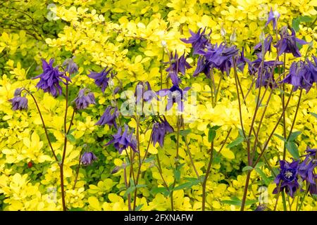 Berberis Aurea Golden Japanese Barberry Columbine Banque D'Images
