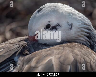 Oie des neiges détendue, Anser caerulescens, Portrait, Rhénanie-du-Nord-Westphalie , Allemagne Banque D'Images