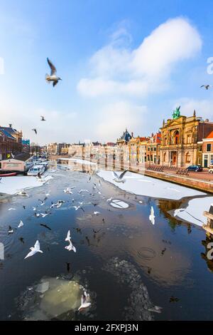 Mouettes survolant le canal gelé de la rivière Spaarne en hiver, Haarlem, quartier d'Amsterdam, Hollande-du-Nord, pays-Bas, Europe Banque D'Images