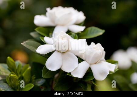 Fleurs blanches parfumées du Gardénia, jasmin, aka cape cape jessamine, danh-danh (Gardenia jasminoides) Banque D'Images