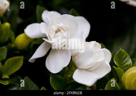 Fleurs blanches parfumées du Gardénia, jasmin, aka cape cape jessamine, danh-danh (Gardenia jasminoides) Banque D'Images