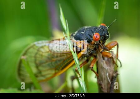 Une couvée de 17 ans X cicada complète sa transformation sur un arbre dans les bois de Virginie. Banque D'Images