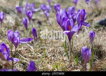 Vue magique fleurs de printemps violet fleurs crocus croissant dans la faune. Crocus pourpre croissant de la terre à l'extérieur. Banque D'Images