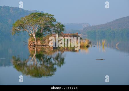 Un matin paisible sur le lac Padma Talao. Parc national de Ranthambore, Rajasthan, Inde Banque D'Images