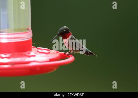 Colibri à gorge rubis sur le mangeoire Banque D'Images