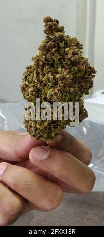 Prise verticale d'une main tenant du cannabis Banque D'Images