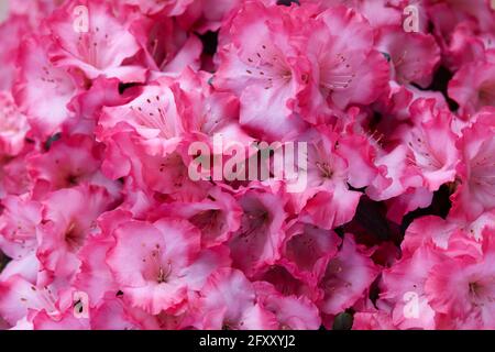 Couleur rose vif azalea fleurs texture arrière-plan Banque D'Images