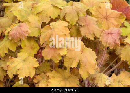 Feuilles d'orange Heuchera 'Kassandra' agrégat formant Heuchera, feuillage vivace jardin de plantes herbacées Heucheras Banque D'Images