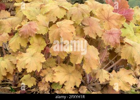 Feuilles d'orange Heuchera 'Kassandra' agrégat formant Heuchera feuillage vivace jardin de plantes herbacées Heucheras Banque D'Images