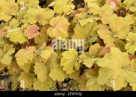 Heuchera caramel Hardy plante vivace Heucheras feuillage Banque D'Images