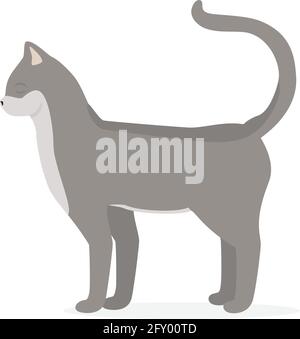 Chat petit chaton gris mignon à poil court isolé sur fond blanc Illustration de Vecteur