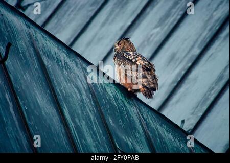 L'aigle-hibou eurasien (Bubo bubo) assis sur le toit d'une église, Heinsberg, Rhénanie-du-Nord-Westphalie, Allemagne Banque D'Images