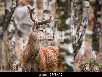Cerf rouge sauvage debout entre crochets dans la forêt du Derbyshire Peak District avec des bois et des couleurs de printemps vert orange. Gros plan sur l'appareil photo Banque D'Images