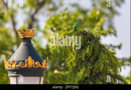 Perroquet annelé indien assis sur un arbre de Noël dans le stationnement Banque D'Images