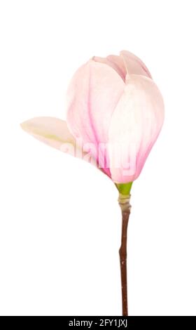 Fleur de magnolia isolée sur fond blanc. Belles fleurs de printemps. Banque D'Images