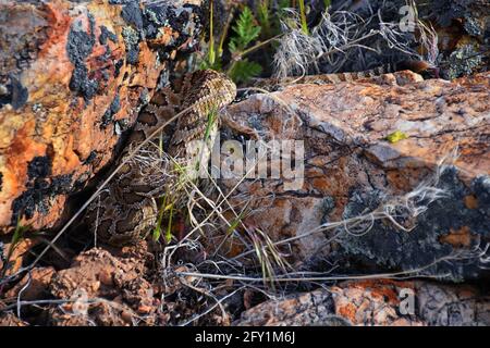 Sous-espèce de crotale du grand bassin de Crotalus lutosus. Assis camouflé au soleil se réchauffant sur les rochers par le sentier de randonnée du réservoir de Deer Creek, Wasatch Banque D'Images