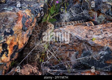 Sous-espèce de crotale du grand bassin de Crotalus lutosus. Assis camouflé au soleil se réchauffant sur les rochers par le sentier de randonnée du réservoir de Deer Creek, Wasatch Banque D'Images