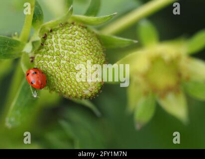 26 mai 2021, Brandebourg, Dallgow-Döberitz : un ladybird (Coccinellidae) se trouve sur une fraise immûre à la ferme Falkensee. Photo: Soeren Stache/dpa-Zentralbild/dpa Banque D'Images