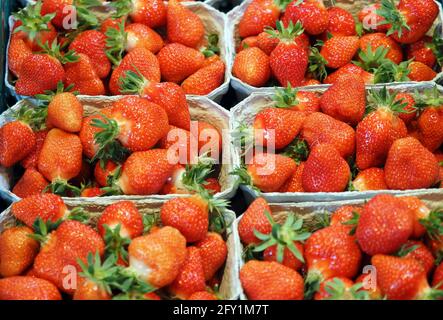 26 mai 2021, Brandebourg, Dallgow-Döberitz : des paniers de fraises fraîchement cueillies de la variété 'Clery' sont installés dans le magasin de la ferme Falkensee. En plus des fraises, la ferme de la famille Kruse cultive aussi des framboises, des bleuets, des asperges, du maïs, des tomates et des légumes de chou, et environ 3,000 000 poulets sont gardés à l'extérieur. Photo: Soeren Stache/dpa-Zentralbild/dpa Banque D'Images