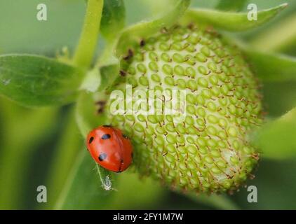 26 mai 2021, Brandebourg, Dallgow-Döberitz : un ladybird (Coccinellidae) se trouve sur une fraise immûre à la ferme Falkensee. Photo: Soeren Stache/dpa-Zentralbild/dpa Banque D'Images