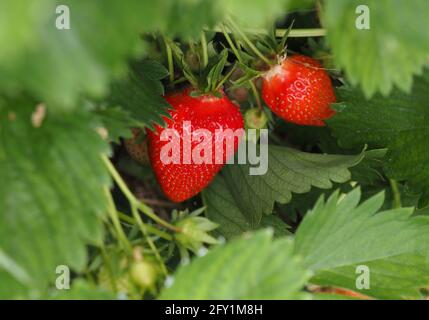 26 mai 2021, Brandebourg, Dallgow-Döberitz : les fraises de la variété 'Clery' poussent dans la tente à feuilles sur la ferme Falkensee. En plus des fraises, la ferme de la famille Kruse cultive aussi des framboises, des bleuets, des asperges, du maïs, des tomates et des légumes de chou, et environ 3000 000 poulets sont gardés à l'extérieur. Photo: Soeren Stache/dpa-Zentralbild/dpa Banque D'Images
