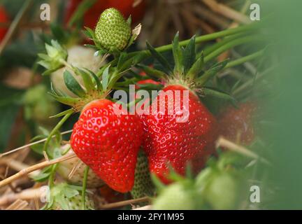 26 mai 2021, Brandebourg, Dallgow-Döberitz : les fraises de la variété 'Clery' poussent dans la tente à feuilles sur la ferme Falkensee. En plus des fraises, la ferme de la famille Kruse cultive aussi des framboises, des bleuets, des asperges, du maïs, des tomates et des légumes de chou, et environ 3000 000 poulets sont gardés à l'extérieur. Photo: Soeren Stache/dpa-Zentralbild/dpa Banque D'Images