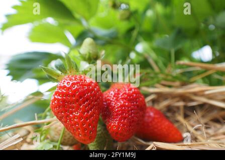 26 mai 2021, Brandebourg, Dallgow-Döberitz : les fraises de la variété 'Clery' poussent dans la tente à feuilles sur la ferme Falkensee. En plus des fraises, la ferme de la famille Kruse cultive aussi des framboises, des bleuets, des asperges, du maïs, des tomates et des légumes de chou, et environ 3000 000 poulets sont gardés à l'extérieur. Photo: Soeren Stache/dpa-Zentralbild/dpa Banque D'Images