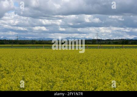 Au milieu d'un champ de colza jaune fleuri avec des nuages sombres et spectaculaires et des montagnes enneigées en arrière-plan, la Bavière, l'Allemagne Banque D'Images