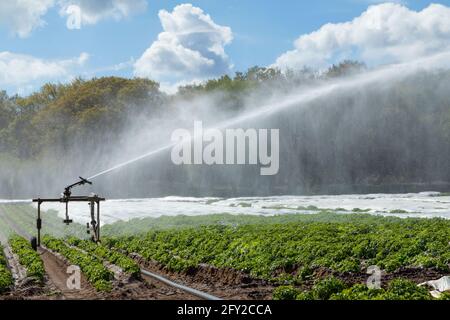 Arroseur d'eau arrosoir les plants de pommes de terre dans un champ. Serpent, Suffolk. ROYAUME-UNI. Banque D'Images