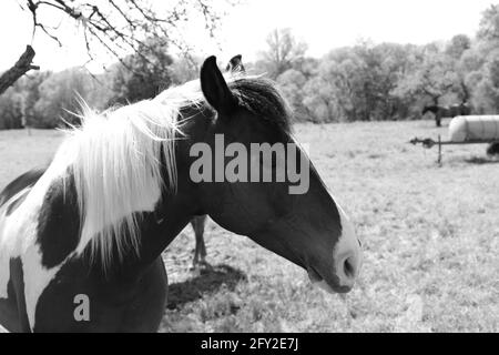 Un beau cheval sur le pâturage monochrome Banque D'Images